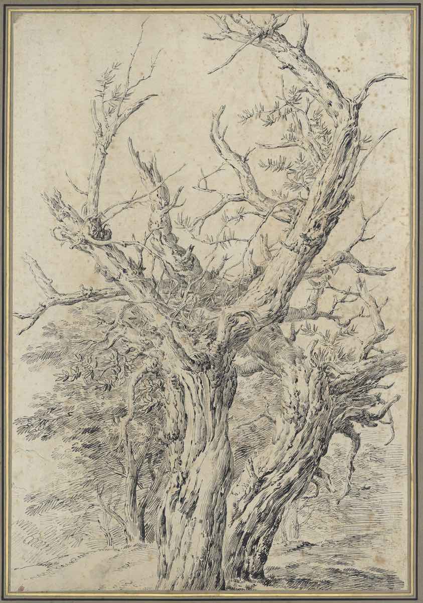 Jean-Antoine Constantin Etude d’arbres - Plume et encre grise sur papier - Musée des Beaux-arts de Marseille